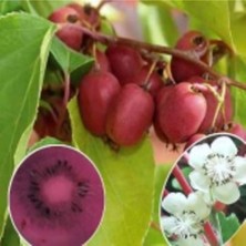 Kivi Fidanı  Mini Kivi Actinidia Arguta Weiki
