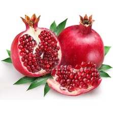 Tüplü Hicaz Nar Fidanı