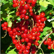 Tüplü Pasta Süsü Için Red Lake Frenk Üzümü Fidanı