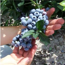 Lipaka Blueberry Yaban Mersini Fidanı 30-50 cm