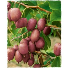 Kivi Fidanı Mini Actinidia Arguta Ananas Naya