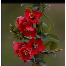 Tüplü Bahar Dalı Japon Ayvası Fidanı 25/35 cm