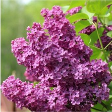 Leylak Fidanı 50-100 cm