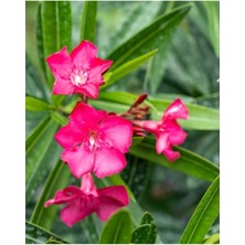 Pembe Çiçekli Zakkum Fidanı