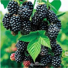 Chester Böğürtlen Fidanı Saksılı