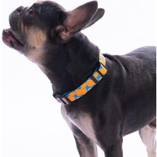 Pawstar Citrus Narenciye Desenli Köpek Boyun Tasması Ayarlanabilir Köpek Tasması