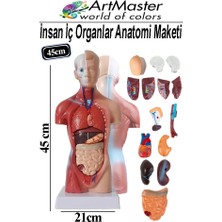 ArtMaster Insan Iç Organları Maketi 45 cm 1 Adet Sök Tak Insan Anatomi Modeli Tıbbi Model Vücut 15 Parça Insan Iç Organları