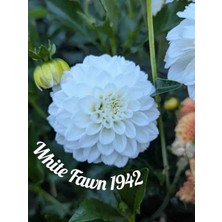 CSY 21 Adet Yıldız Dahlia Çiçeği Yumrusu Soğanı . 21 Farklı Renk.yumru Boyu 8 Cm. Yeni Mahsul...