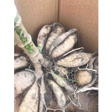 CSY 21 Adet Yıldız Dahlia Çiçeği Yumrusu Soğanı . 21 Farklı Renk.yumru Boyu 8 Cm. Yeni Mahsul...