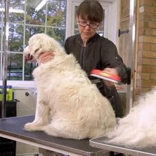 Buffer® 23 kg Üzeri Uzun Tüylü Köpekler Için Tüy Toplayıcı Ergonomik Tarak