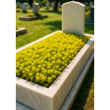 Tunç Botanik MEZAR - KABİR SARI SEDUM BİTKİ SETİ - 45 ADET SARI SEDUM - KALICI