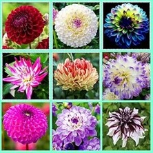 CSY 10 Adet Bodur Yıldız Dahlia Yumrusu Karışık Renk.yeni Mahsul.yumru Boyu 10 Cm...