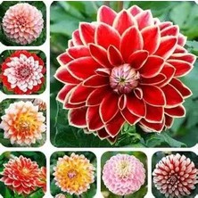 CSY 10 Adet Bodur Yıldız Dahlia Yumrusu Karışık Renk.yeni Mahsul.yumru Boyu 10 Cm...