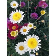 Tunç Botanik KIR PAPATYASI 10 ADET - SAKSIDA ÇOK YILLIK ÇİÇEK