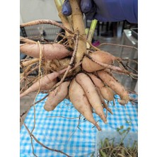 CSY 25 Adet Bodur Yıldız Dahlia Çiçeği Yumrusu KARIŞIK12 Renk .yumru Boyu 9 cm . Yeni Mahsul.çiçekli  Boyu 45 Cm.