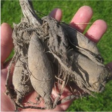 CSY 25 Adet Bodur Yıldız Dahlia Çiçeği Yumrusu KARIŞIK12 Renk .yumru Boyu 9 cm . Yeni Mahsul.çiçekli  Boyu 45 Cm.