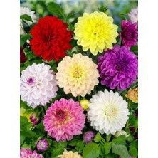 CSY 25 Adet Bodur Yıldız Dahlia Çiçeği Yumrusu KARIŞIK12 Renk .yumru Boyu 9 cm . Yeni Mahsul.çiçekli  45 Cm.