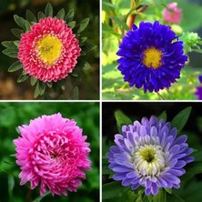 CSY 25 Adet Bodur Yıldız Dahlia Çiçeği Yumrusu KARIŞIK12 Renk .yumru Boyu 9 cm . Yeni Mahsul.çiçekli  45 Cm.