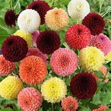 CSY 25 Adet Bodur Yıldız Dahlia Çiçeği Yumrusu KARIŞIK12 Renk .yumru Boyu 9 cm . Yeni Mahsul.çiçekli  45 Cm.