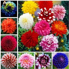 CSY 25 Adet Bodur Yıldız Dahlia Çiçeği Yumrusu KARIŞIK12 Renk .yumru Boyu 9 cm . Yeni Mahsul.çiçekli  Boyu 45 Cm.