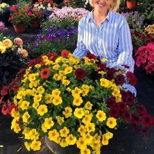 e-fidancim Sarkıcı Beautical Yellow Sun Petunya Çiçeği Fidesi (1 Adet Fide)