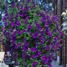 e-fidancim Iri Çiçekli Sarkıcı Sarkan Surfinia Blue Petunya Çiçeği Fidesi (1 Adet Fide)