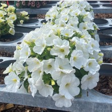 e-fidancim Iri Çiçekli Sarkıcı Sarkan Fortado White Petunya Çiçeği Fidesi (1 Adet Fide)