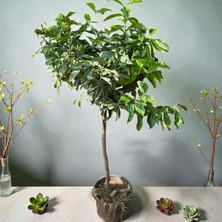 Berke Fidancılık Hemen Meyve Veren Dev Boy Limon Ağacı Fidanı (150 Cm) – Saksılı, 7 Yaş