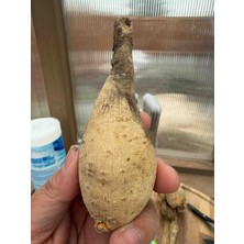 CSY 25 Adet Yıldız Dahlia Çiçeği Yumrusu KARIŞIK12 Renk .yumru Boyu 9 cm . Yeni Mahsul.