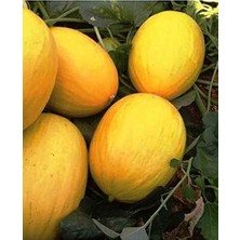 Tarım Ata Tohumu Yerli Tatlı Kavun Sarıkaya 100 Adet Tohum