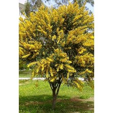 Dünyam Sarı Mimoza Ağacı Tohumu / 5 Adet Tohum