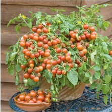 Çeri Domates Fidesi-5 Adet