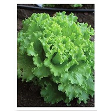 Tarım Ata Tohumu Yerli Marul Arapsaçı 1000 Adet Tohum