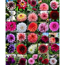 CSY 25 Adet Bodur Yıldız Dahlia Çiçeği Yumrusu KARIŞIK12 Renk .yumru Boyu 9 cm . Yeni Mahsul.çiçekli  Boyu 45 Cm.