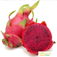 Dünyam Tropikal Kırmızı Pitaya Meyvesi Tohumu 10 Adet Tohum