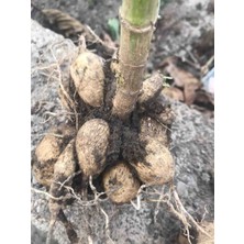 CSY 25 Adet Bodur Yıldız Dahlia Çiçeği Yumrusu KARIŞIK12 Renk .yumru Boyu 9 cm . Yeni Mahsul.çiçekli  Boyu 45 Cm.