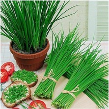 Dünyam Frenk Soğanı Tohumu 50 Adet