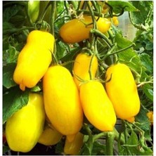 Adet Sarı Mum Domates Tohumu