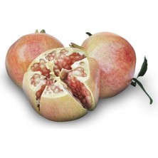 Paket Tüplü Tatlı Devedişi Nar Fidanı