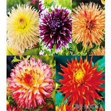 CSY 25 Adet Bodur Yıldız Dahlia Çiçeği Yumrusu KARIŞIK12 Renk .yumru Boyu 9 cm . Yeni Mahsul.çiçekli  Boyu 45 Cm.