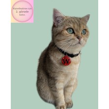 Venüs Takı ve Aksesuar Yuvarlak Şeklinde Zilli Isimli Kedi Küçük Irk Köpek Tasması