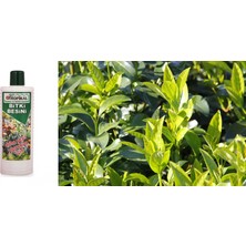 Tunç Botanik TROPİKAL BİTKİ BESİNİ 6 ADET - YEŞİL YAPRAKLAR İÇİN 1000 ML