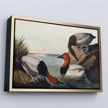 Oxyteez Ahşap Çerçeveli John James Audubon Ördekler TABLOSU-7030