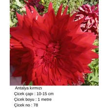 CSY 40 Adet Bodur Yıldız Dahlia Çiçeği Yumrusu KARIŞIK12 Renk .yumru Boyu 9 cm . Yeni Mahsul.çiçekli Boyu 45 Cm.