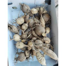 CSY 40 Adet Bodur Yıldız Dahlia Çiçeği Yumrusu KARIŞIK12 Renk .yumru Boyu 9 cm . Yeni Mahsul.çiçekli Boyu 45 Cm.