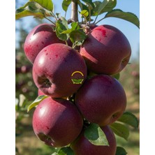 4 Yaş Aşılı Scarlet Spur Elma Fidanı 'yarı Bodur'