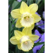 Vipfoni 5 Adet Yoğun Kokulu Nergis Çiçek Soğanı  KOD92