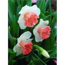 Vipfoni 5 Adet Yoğun Kokulu Nergis Çiçek Soğanı  KOD87