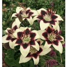 Vipfoni 3 Adet Bordo Krem Rengi Kokulu Lilyum (Zambak) Çiçeği Soğanı