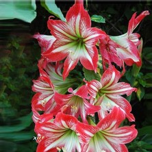 Vipfoni 3 Adet Kırmızı Beyaz Kokulu Lilyum (Zambak) Çiçeği Soğanı